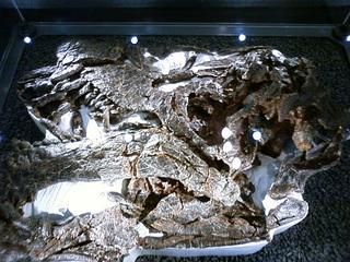 fpdm2012032006.jpg